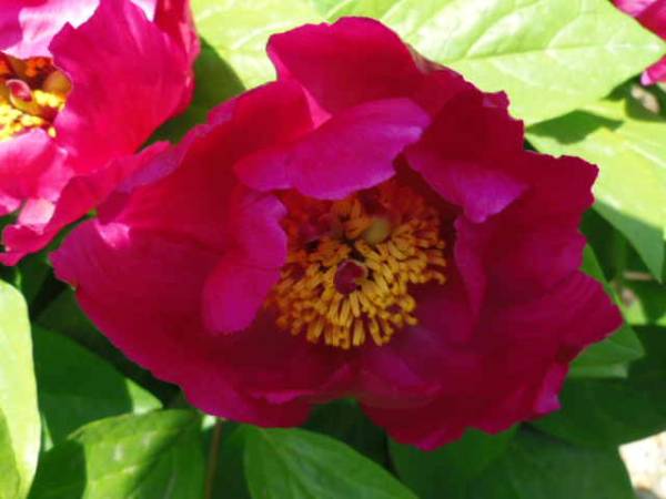 ★★濃赤大輪二重咲山シャクヤク③★★２年苗