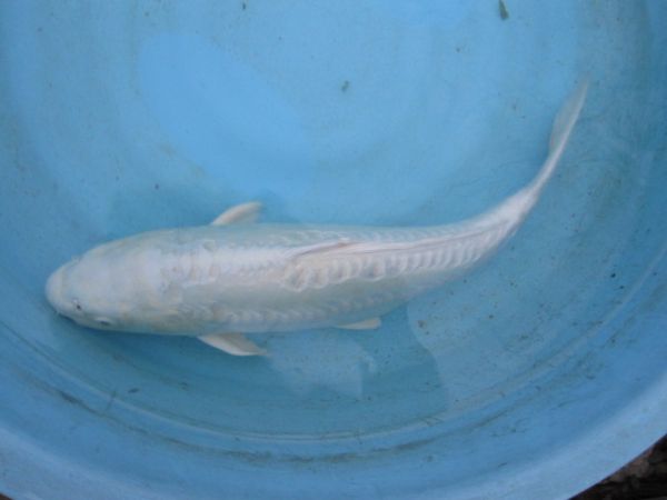 血統魚 池揚セール錦鯉ドイツプラチナ黄金45cm2才会用仕上げ 錦鯉 売買されたオークション情報 Yahooの商品情報をアーカイブ公開 オークファン Aucfan Com