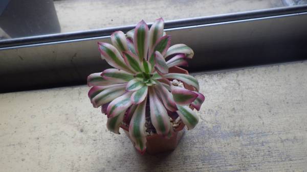 ★☆KK★☆アエオニウム　黒法師　斑入り（Ａ）　★☆