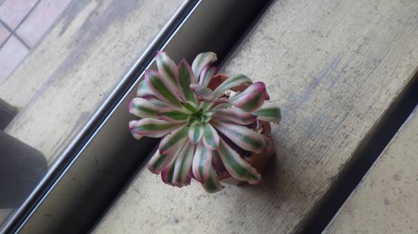 ★☆KK★☆アエオニウム　黒法師　斑入り（Ａ）　★☆