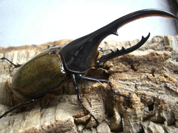 ヘラクレス♂１３１ｍｍ