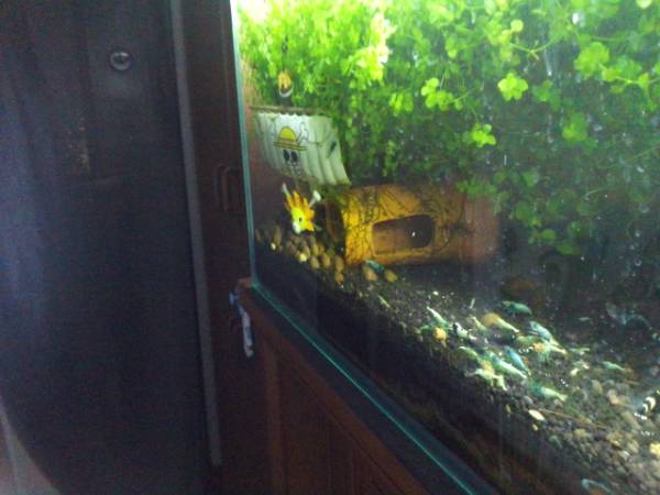 再開！ターコイズ５匹セットプラス保証？おまけ？の２匹！