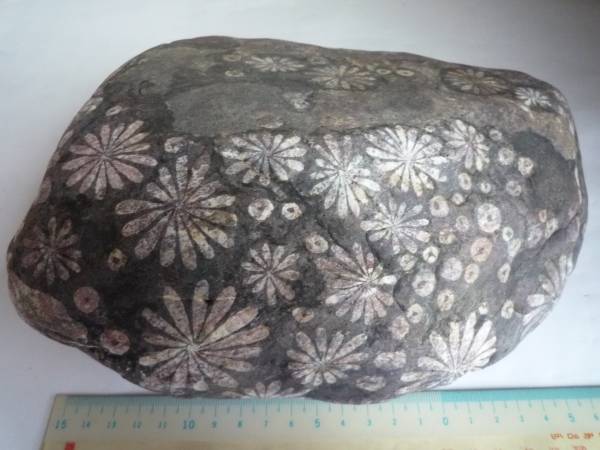 菊花石 水石 盆石 鉱物 鑑賞石□揖斐川自然石の工芸菊花石(岩石、鉱物