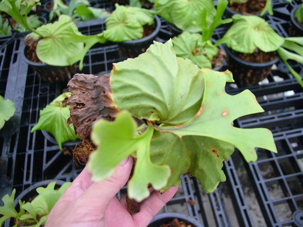 P.ridleyi wide form② @bikamori.com ビカクシダ　リドレイ