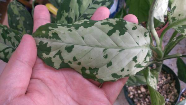 アグラオネマ　ピクタム　トリカラー　種子　（深雪交配）