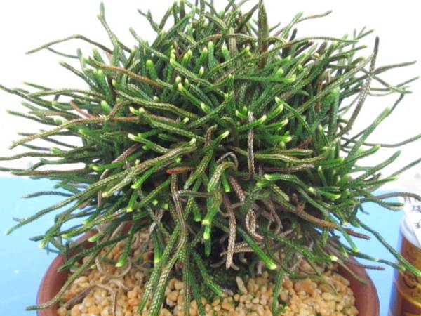 イワヒバ13 種類不明 Www Peopleschurch Lk