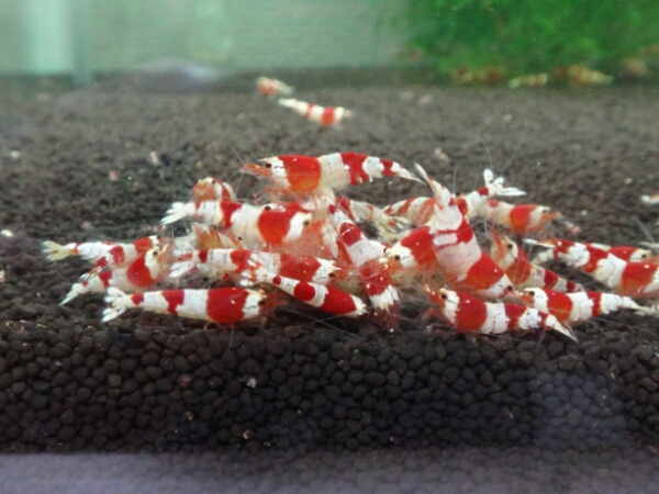 『レッドビーシュリンプ』　 30匹！！