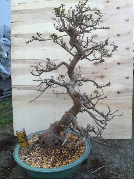 皐月☆千代の誉☆最高品