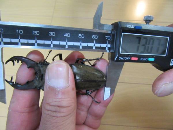 北海道胆振超大型ミヤマクワガタ極太♂73ミリ3ペア！！(国産)｜売買