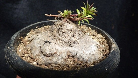 塊根 特美 木化したスライム アエオランサス サバカウリス