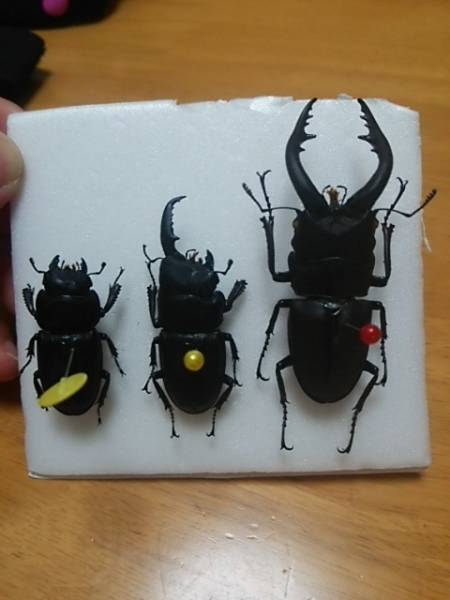 ☆ノコギリクワガタ♂73mm・本土ヒラタ雌雄モザイク×2頭 標本☆(国産