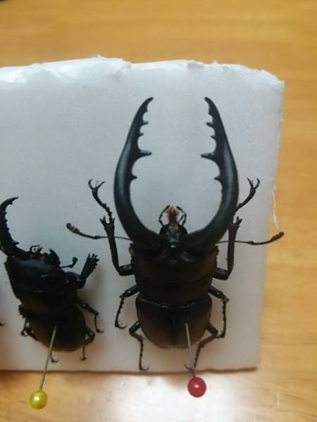 超激レア❗️本土ヒラタ雌雄モザイク ☆ノコギリクワガタ♂73mm・本土ヒラタ雌雄モザイク×2頭 標本☆(国産