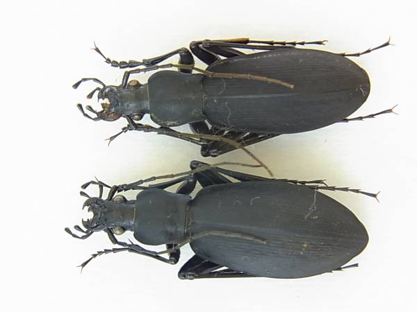 高知県津野町 天狗高原産シコククロナガオサムシ１ペア その他 売買されたオークション情報 Yahooの商品情報をアーカイブ公開 オークファン Aucfan Com