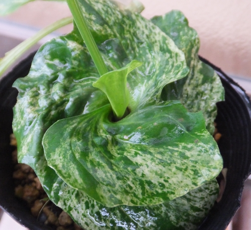 山野草 ☆おおばこ ☆ サザエオオバコ ☆ 斑入り葉 (花)｜売買された