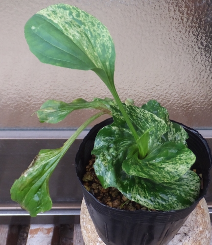 山野草 ☆おおばこ ☆ サザエオオバコ ☆ 斑入り葉 (花)｜売買された