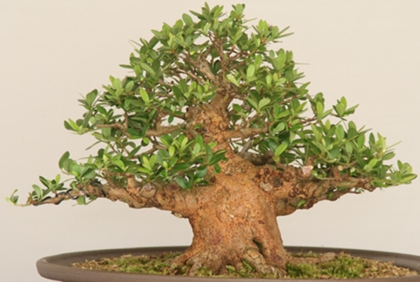 さつき盆栽 皐月盆栽 八咫の鏡 五霞発さつき 幸の司 数の
