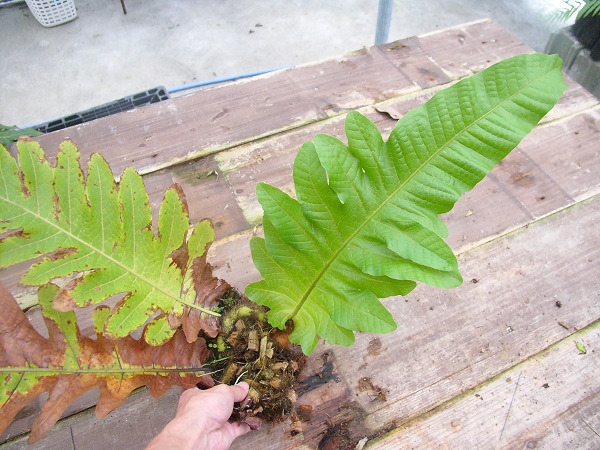 Aglaomorpha drynarioides　@bikamori.com