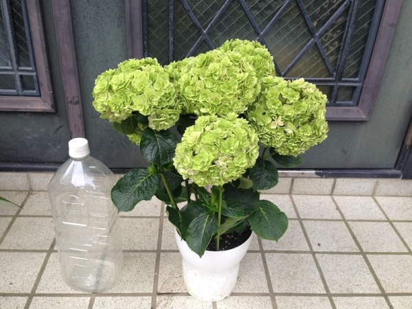 アジサイ 花宝 5号鉢 見切り品 花 売買されたオークション情報 Yahooの商品情報をアーカイブ公開 オークファン Aucfan Com