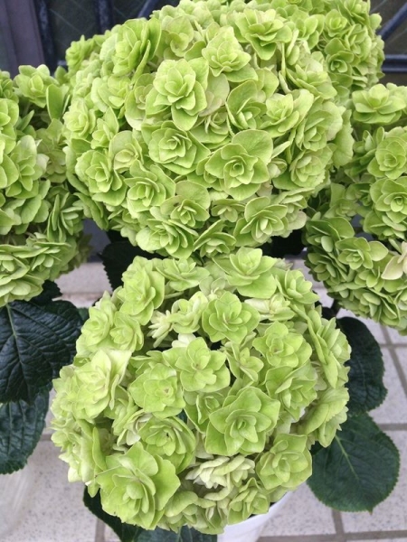 アジサイ 花宝 5号鉢 見切り品 花 売買されたオークション情報 Yahooの商品情報をアーカイブ公開 オークファン Aucfan Com