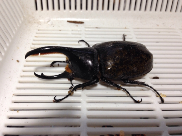 モロンシロカブト♂83ｍｍ　即ブリ