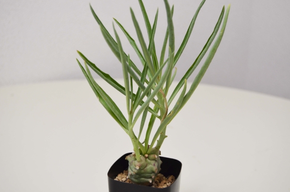ユーフォルビア モンテイロイEuphorbia monteiroi□□@木浴