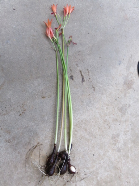 山野草　キツネのカミソリ　朱花　キツネのカミソリ　　５球　①