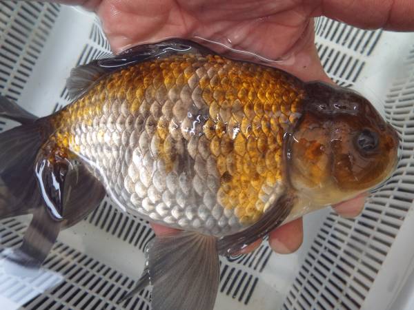 ☆金魚屋龍航☆　特大長手青文魚ジャンボ獅子頭２７センチ