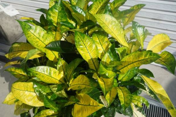 *・ω・* 　クロトン　サマープリンセス