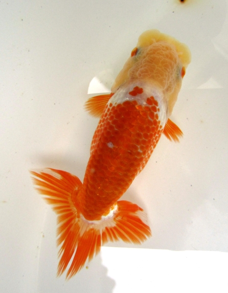 【天明らんちゅう】■厳選本命魚■　　　■大会用■ｈ2