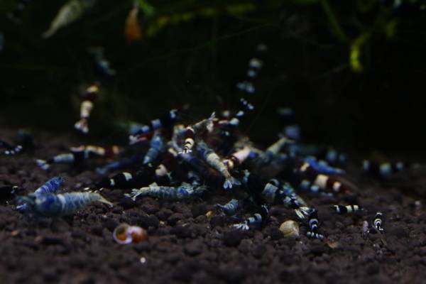 『黒殻海老』ブラックシャドー写真の水槽から１０匹