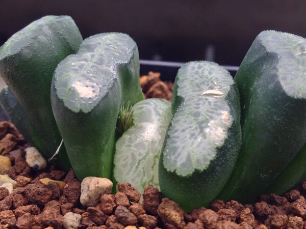 多肉植物 ハオルチア 玉扇 緑の鳳凰 ハオルシア 美紋 サボテン 売買されたオークション情報 Yahooの商品情報をアーカイブ公開 オークファン Aucfan Com 多肉植物 ハオルチア 玉扇 緑の鳳凰 ハオルシア 美紋 サボテン 売買されたオークション情報 Yahooの商品情報をアーカイブ公開 オークファン Aucfan Com