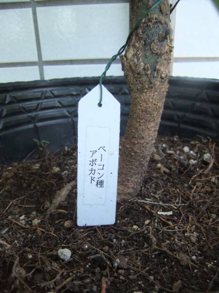 アボカド接ぎ木苗 ３年生 ベーコン種 台木は耐寒性のズタノ 果物 売買されたオークション情報 Yahooの商品情報をアーカイブ公開 オークファン Aucfan Com