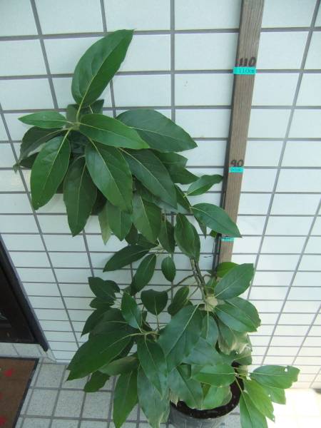 アボカド接ぎ木苗 ３年生 ベーコン種 台木は耐寒性のズタノ 果物 売買されたオークション情報 Yahooの商品情報をアーカイブ公開 オークファン Aucfan Com