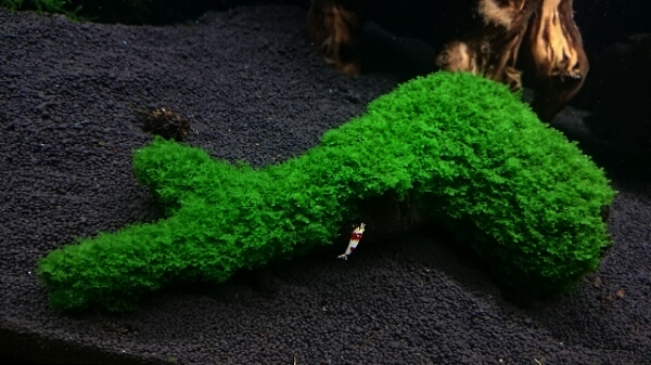 ⑩★美麗★プレミアムモスsp.活着天然流木★シュリンプの遊び場