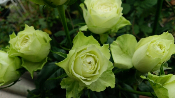 バラ苗 切り花品種 ミントティー ５号スリット深鉢 挿し木苗