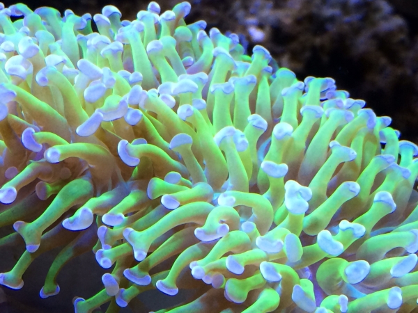 極美★ナガレハナ 軸蛍光グリーン2