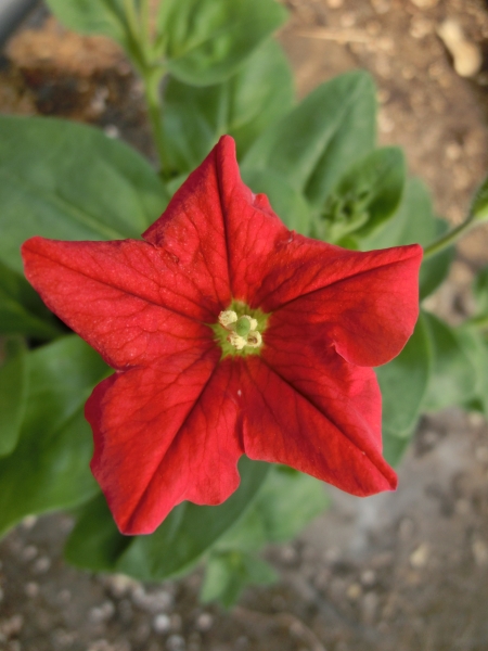 ペチュニア・エクセルタ　超希少な野生種です。　原種 立性です