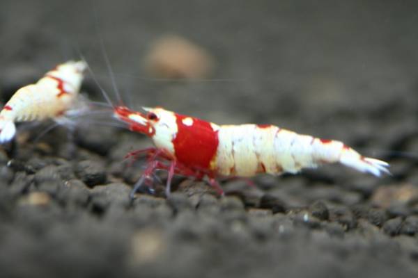 1体限り!激安スタート☆レッドビーシュリンプ抱卵個体♀雌メス☆