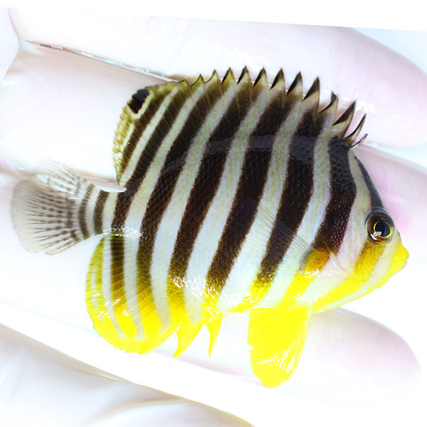 【現物7】シマヤッコ 6.5cm± (A-0422)