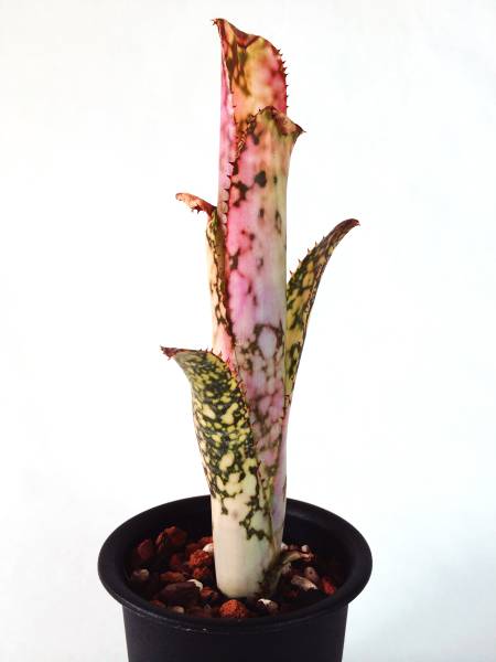 ☆BILLBERGIA 'Bravo'☆ ビルベルギア ブラボー(アナナス)｜売買された