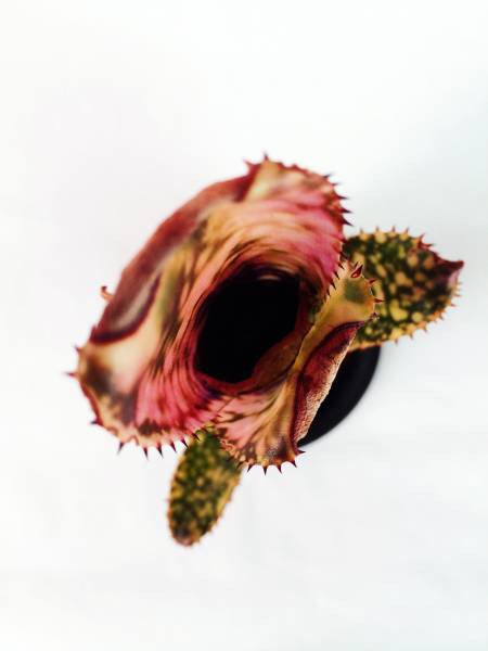 ☆BILLBERGIA 'Bravo'☆ ビルベルギア ブラボー(アナナス)｜売買された