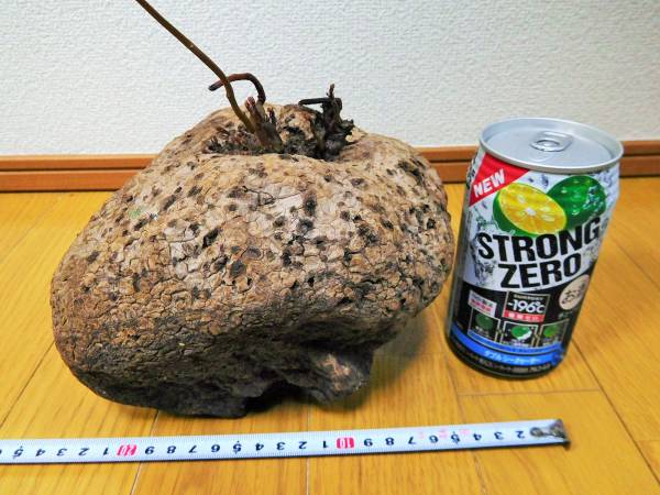 ステファニア stephania.venosa・大