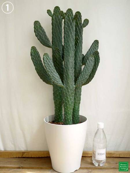 ☆墨烏帽子(スミエボシ)☆７号☆サボテン☆８０cm！