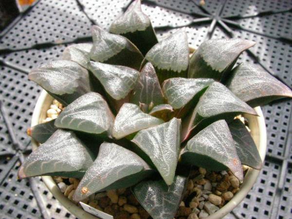 ハオルチア　江隈ユニオンダレンシス　多肉　Ｂ