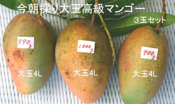 産直　今朝採り高級マンゴー特大３玉（２，８ｋｇ）３玉セット