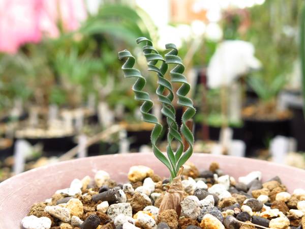 多肉球根 ゲチリス オリゴフィラ　Theronsberg Pass産