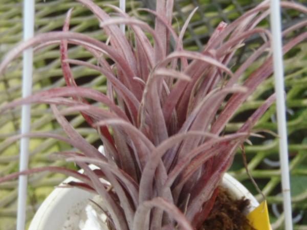 KN　１円！　チランドシア　カピータータ　 ホンジュレンシス