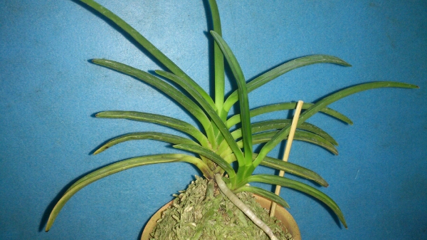 IT富貴蘭【羆の縞】本性品！