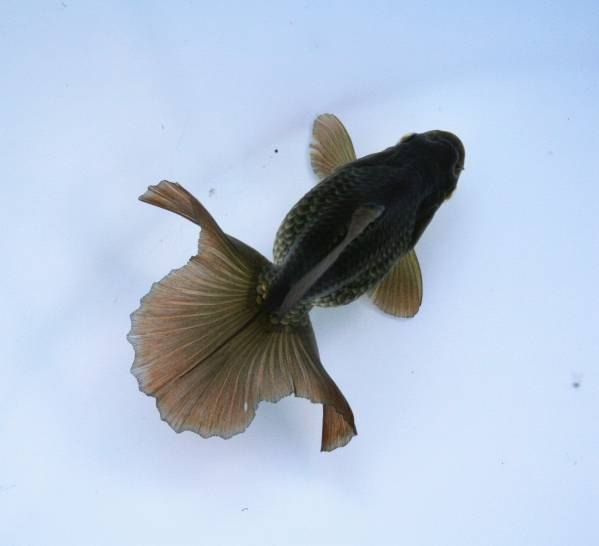 11【３年連続入賞取得系統魚】◆極上！土佐錦！当歳魚◆10cm！◆