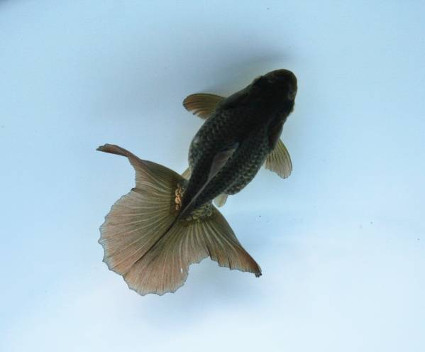 11【３年連続入賞取得系統魚】◆極上！土佐錦！当歳魚◆10cm！◆